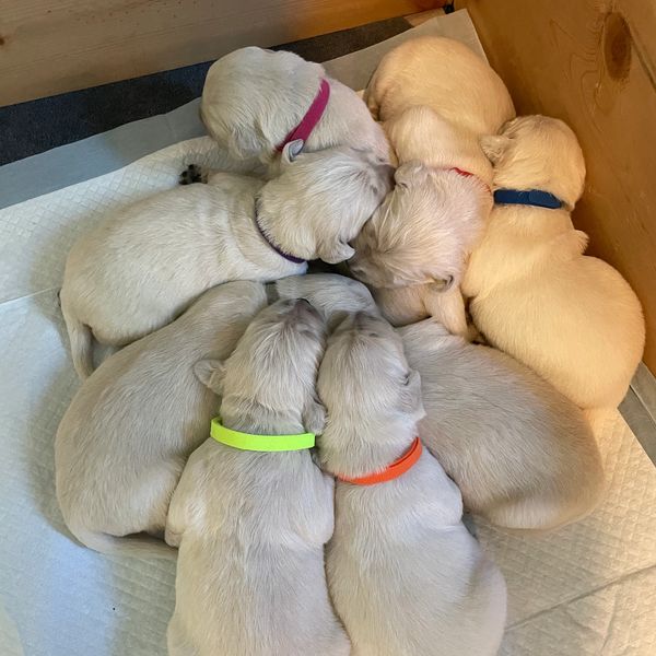 AKC Golden Retriever Puppies Wisconsin