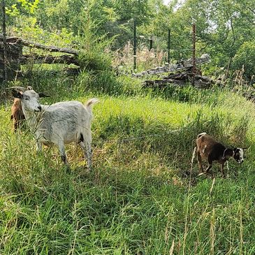 goats, milk, soap