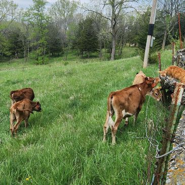 cattle, beef, Jersey, grass fed