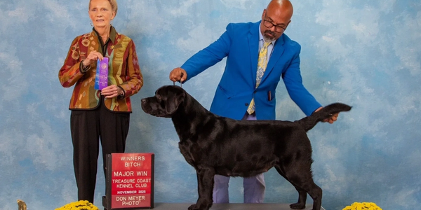 Windy Hill's High Hopes (CH Hadleigh Greenstone Guido x Horne's Fight the Power at Windy Hill)