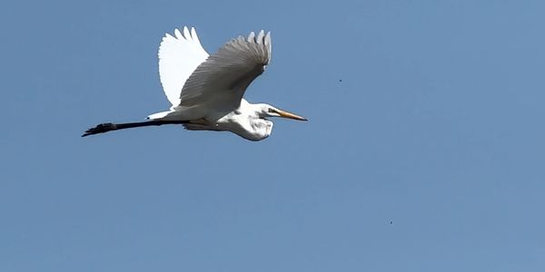 A white bird flying against a clear blue sky.