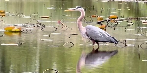 A heron standing in calm water.