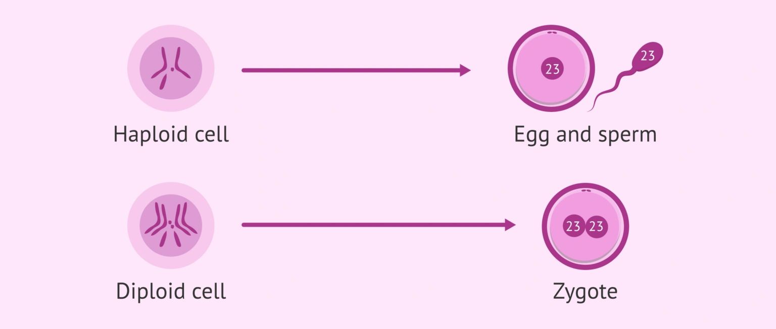 减数分裂和生育力之间有什么关系，有必要吗？