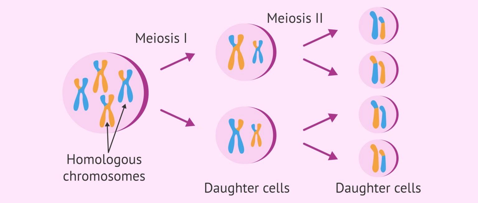 减数分裂和生育力之间有什么关系，有必要吗？