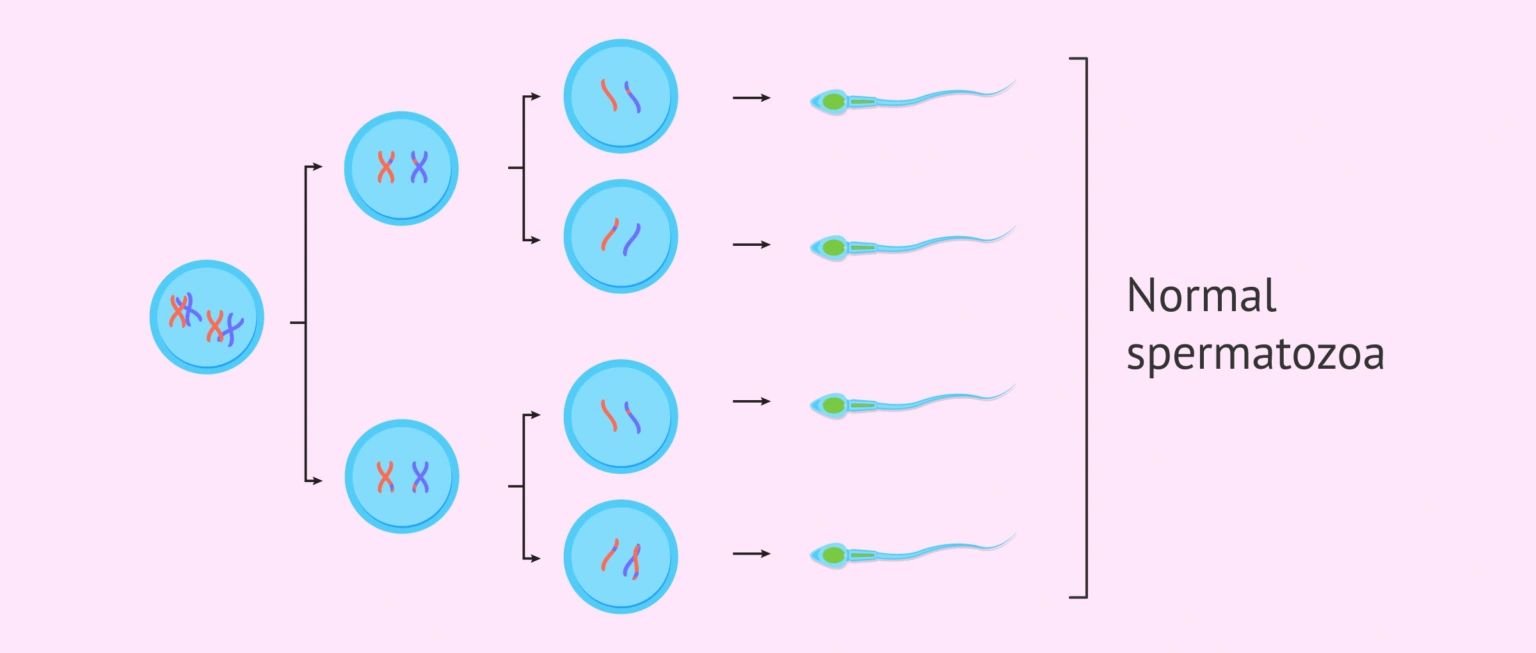 减数分裂和生育力之间有什么关系，有必要吗？