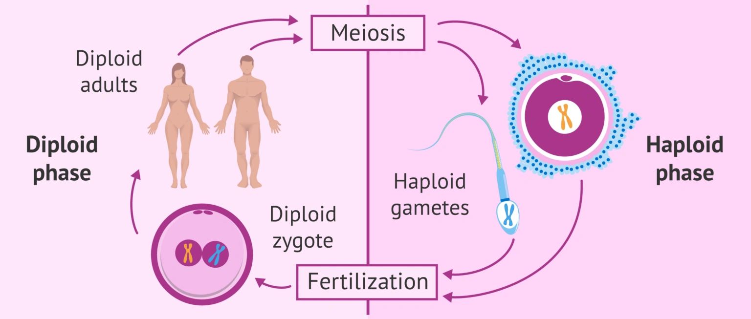 减数分裂和生育力之间有什么关系，有必要吗？