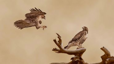 Clash of Destiny by Hendro Soetrisno