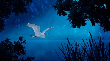 Ethereal Flight by Hendro Soetrisno
