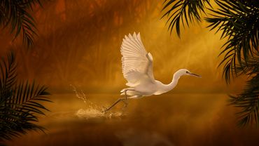 Golden Reverie by Hendro Soetrisno