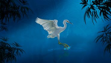Nocturnal Serenade by Hendro Soetrisno