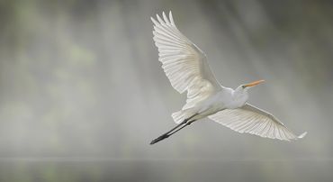Transcendence by Hendro Soetrisno