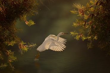 Shadow Play by Hendro Soetrisno