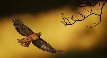 Chasing the Light by Hendro Soetrisno