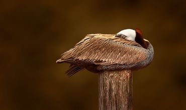 Who Disturbs My Slumber by Hendro Soetrisno