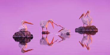 The Two in the Family by Hendro Soetrisno
