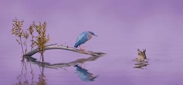 Curiosity by Hendro Soetrisno