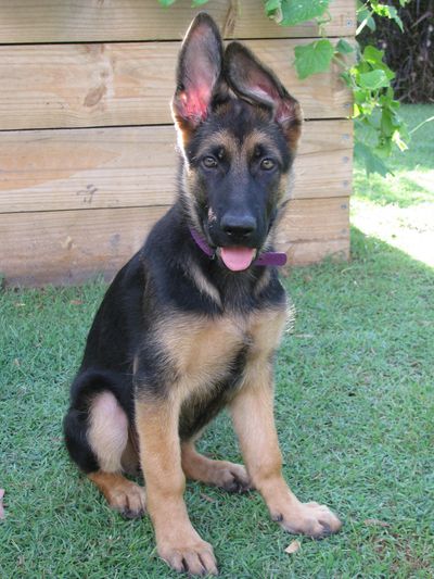 6 month old Black and Tan German Shepherd pup sitting, one ear leaning against the other. 