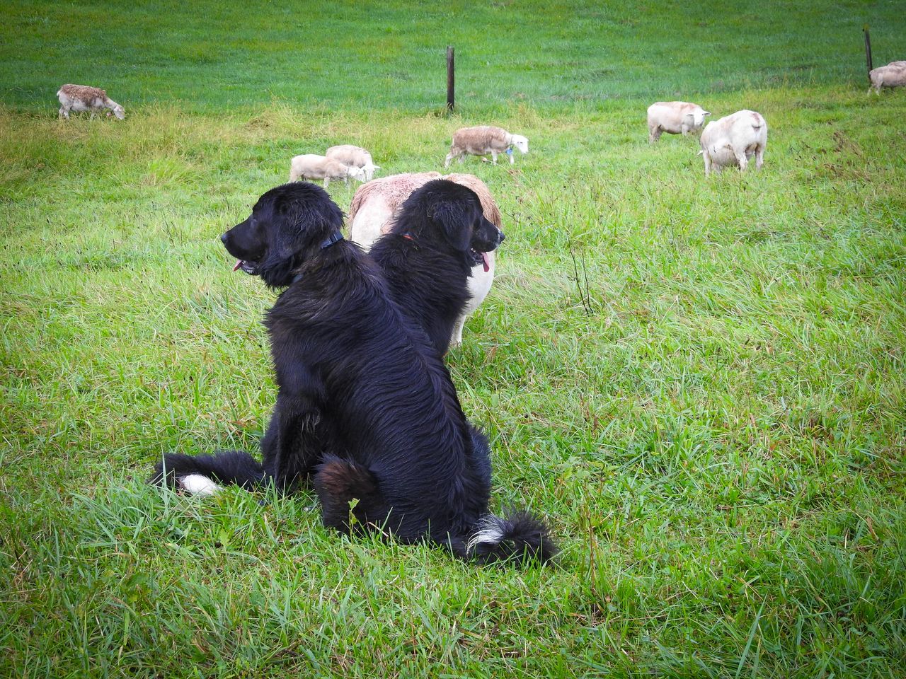 dogs and sheep