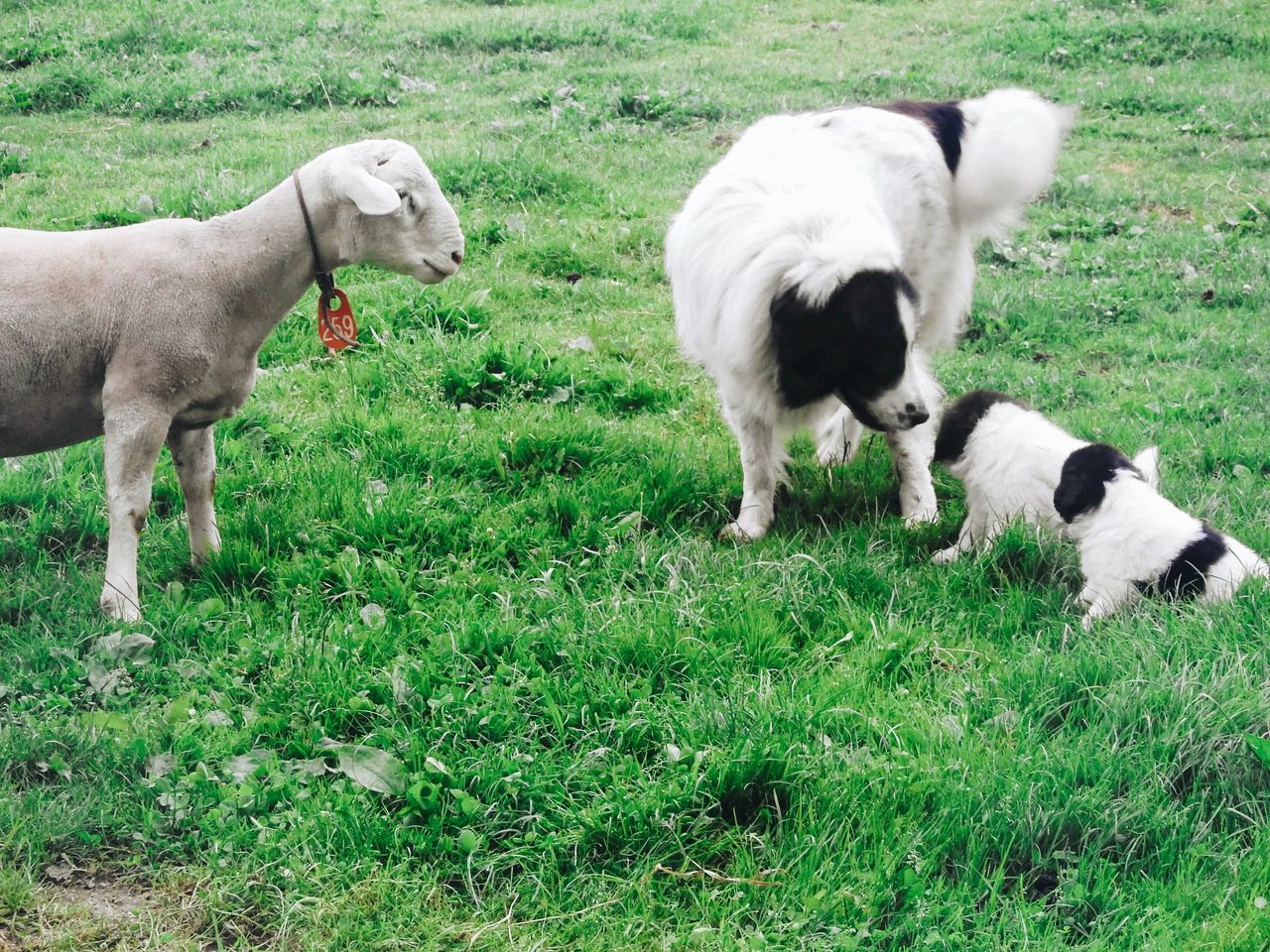 dogs and sheep