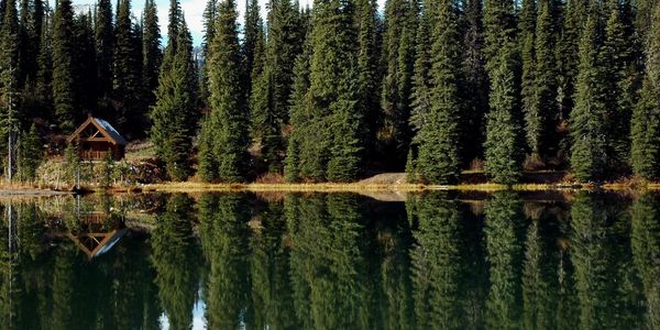 Cabin in the pines by the lake. 