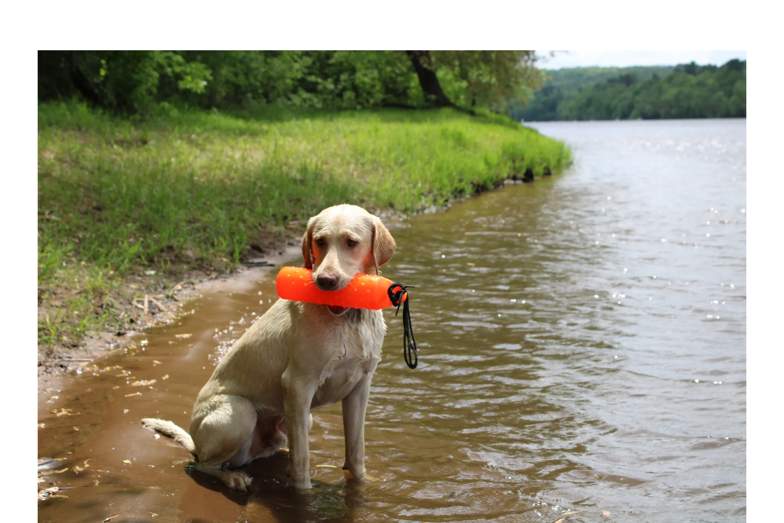 WOODS N WATER GUN DOGS