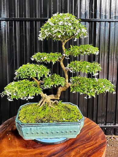 The Tropical Bonsai Inc. - Selling Bonsai Plants and Orchids, Bonsai  Plants, Bonsai Tree, Selling Bonsai Plants and Orchids