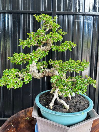 bambus nicht wuchernd winterhart Nicht-ausläuferbildender Bambus Kollektion (x2) - Fargesia robusta  campbell, fargesia scabrida asian wonder main image 1