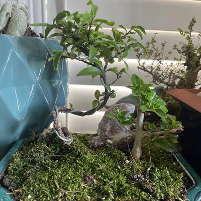 Bonsai & Orchid Care