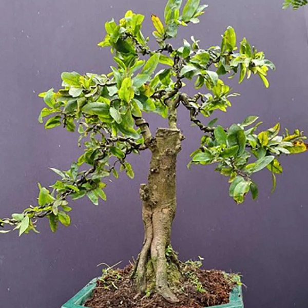 Indoor Bonsai Trees
