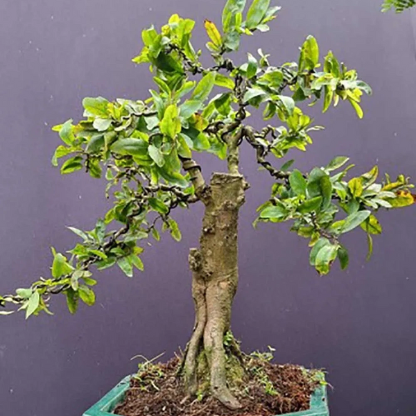 Title: Breathe Life Into Your Home with Indoor Bonsai Trees, bonsai