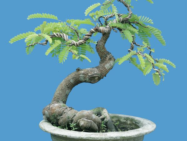 Title: Breathe Life Into Your Home with Indoor Bonsai Trees, bonsai