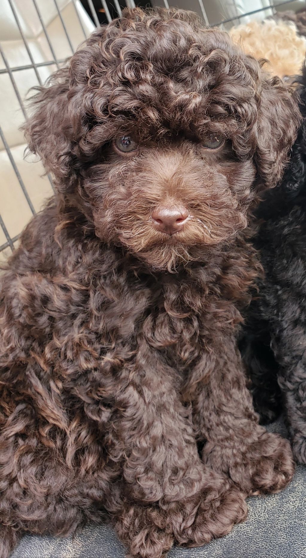AKC Toy Poodles