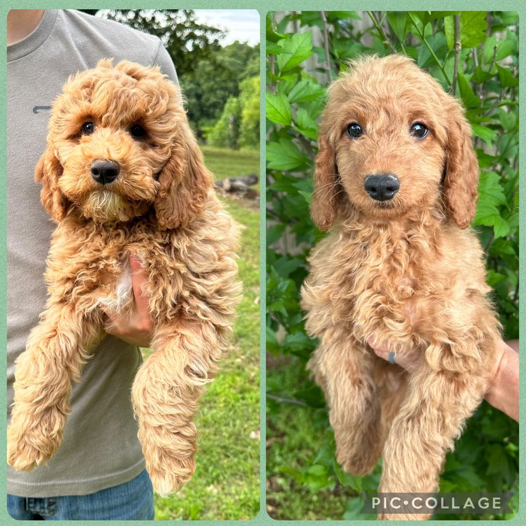 Two adorable curly-haired puppies being held outdoors.