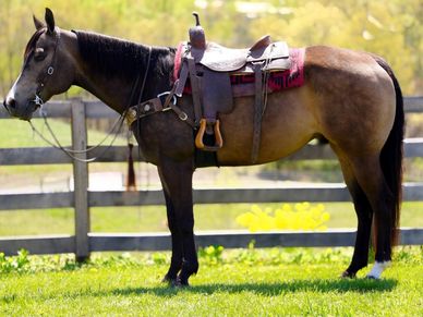 Horses For Sale American Standard Horse Sales