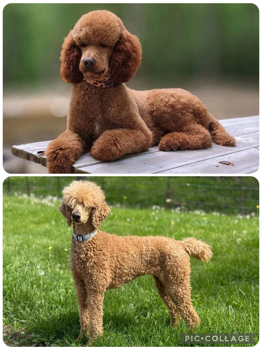 Two brown poodles with different grooming styles, one lying down and one standing outdoors.