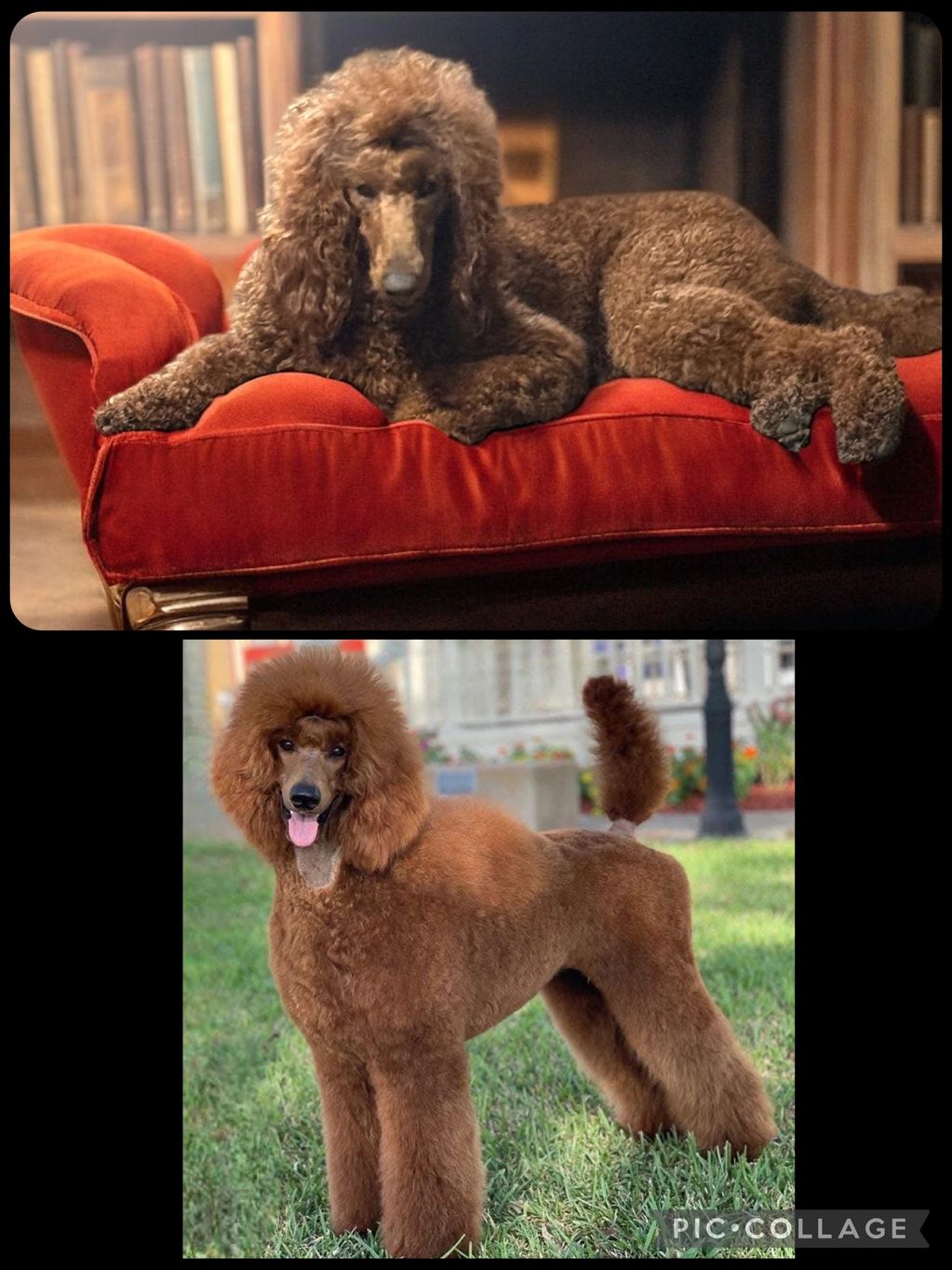 A brown poodle lounging on an orange velvet couch indoors.