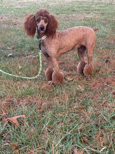 A red poodle with a stylish cut stands on grass, tongue slightly out.