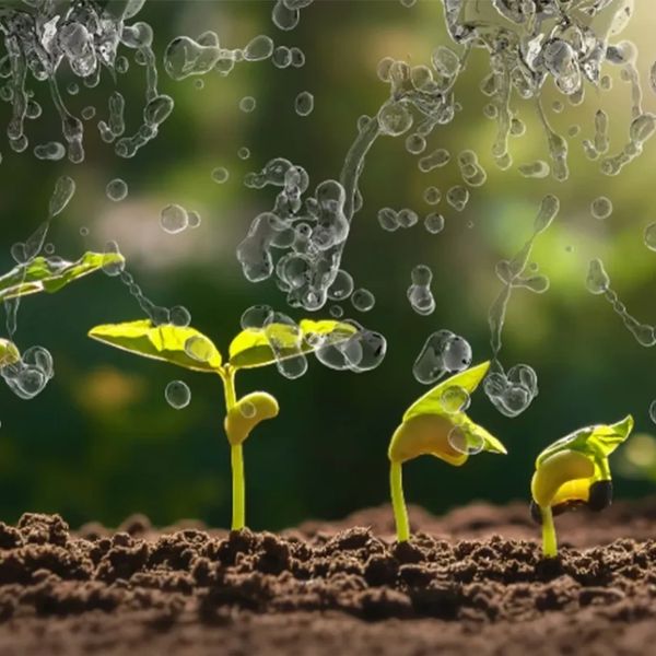 Desarrollo de planta de frijor recibiendo el liquido vital AGUA