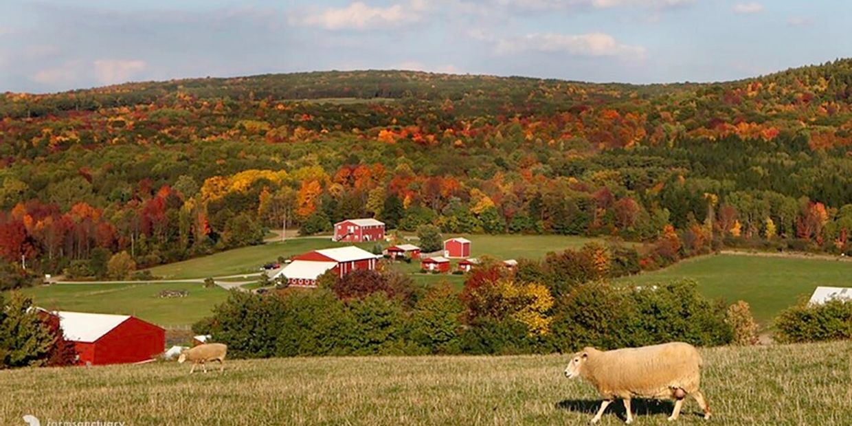 Sheep grazing near a red barn in autumnal countryside.
