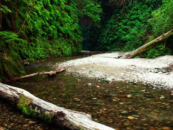 A serene forest stream with clear water and lush green foliage.