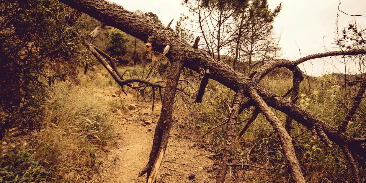 This fallen tree blocking the path can represent our barriers and burdens. When it's a whole tree or