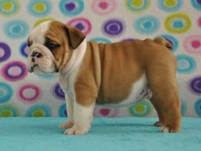 how to take care of english bulldog puppies