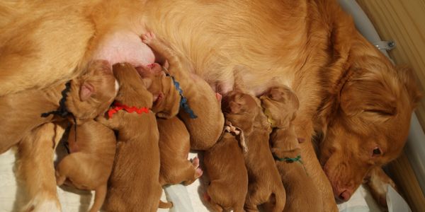 A mother dog nursing her puppies.