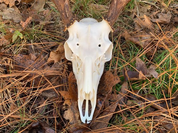 Perfectly white euro mount deer skull