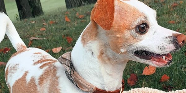 A curious dog with a brown and white coat outdoors.