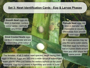 Gcntraining, gcn, training, egg and larvae phase, cards, identification cards, james grundy, Grundy