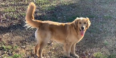 Creek is an absolutely gorgeous stud with an amazing temperament. He has a soft, silky coat and big 