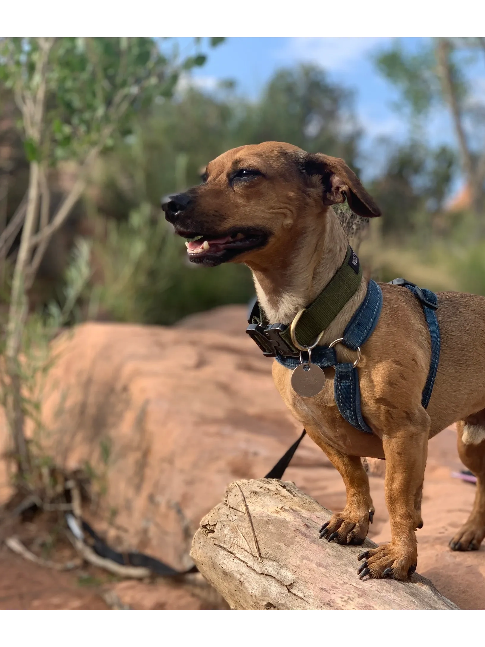 Desert Dog Day Care Moab