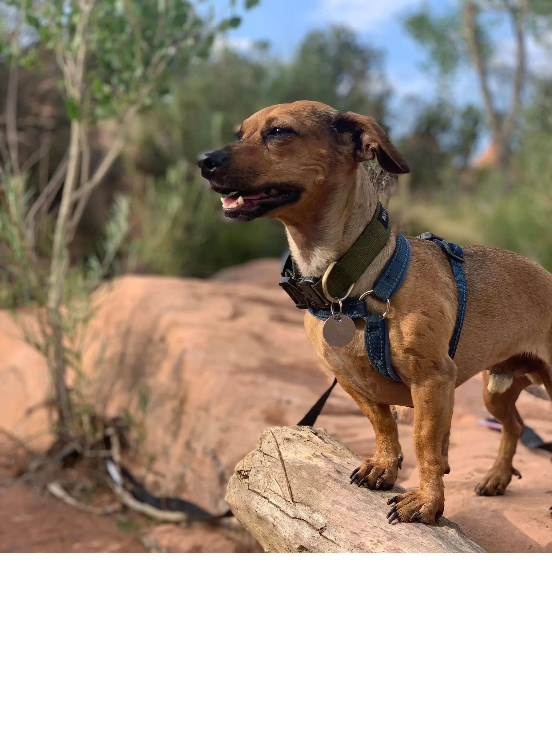 Desert Dog Day Care Moab