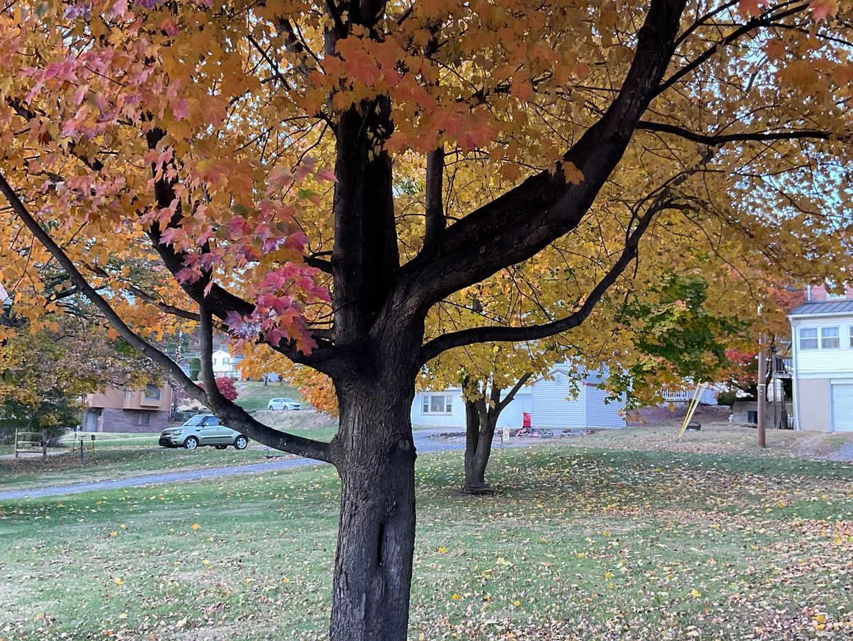 Maple tree trimmed by JP TREE LLC professional tree trimming in Pottstown, PA.